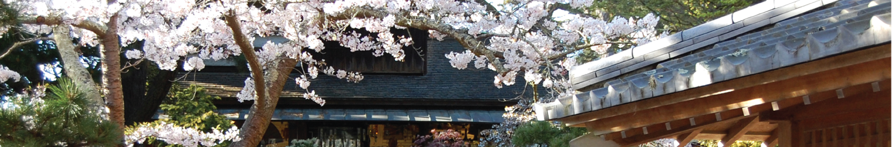 Sakura Flowers at Golden Gate Park
